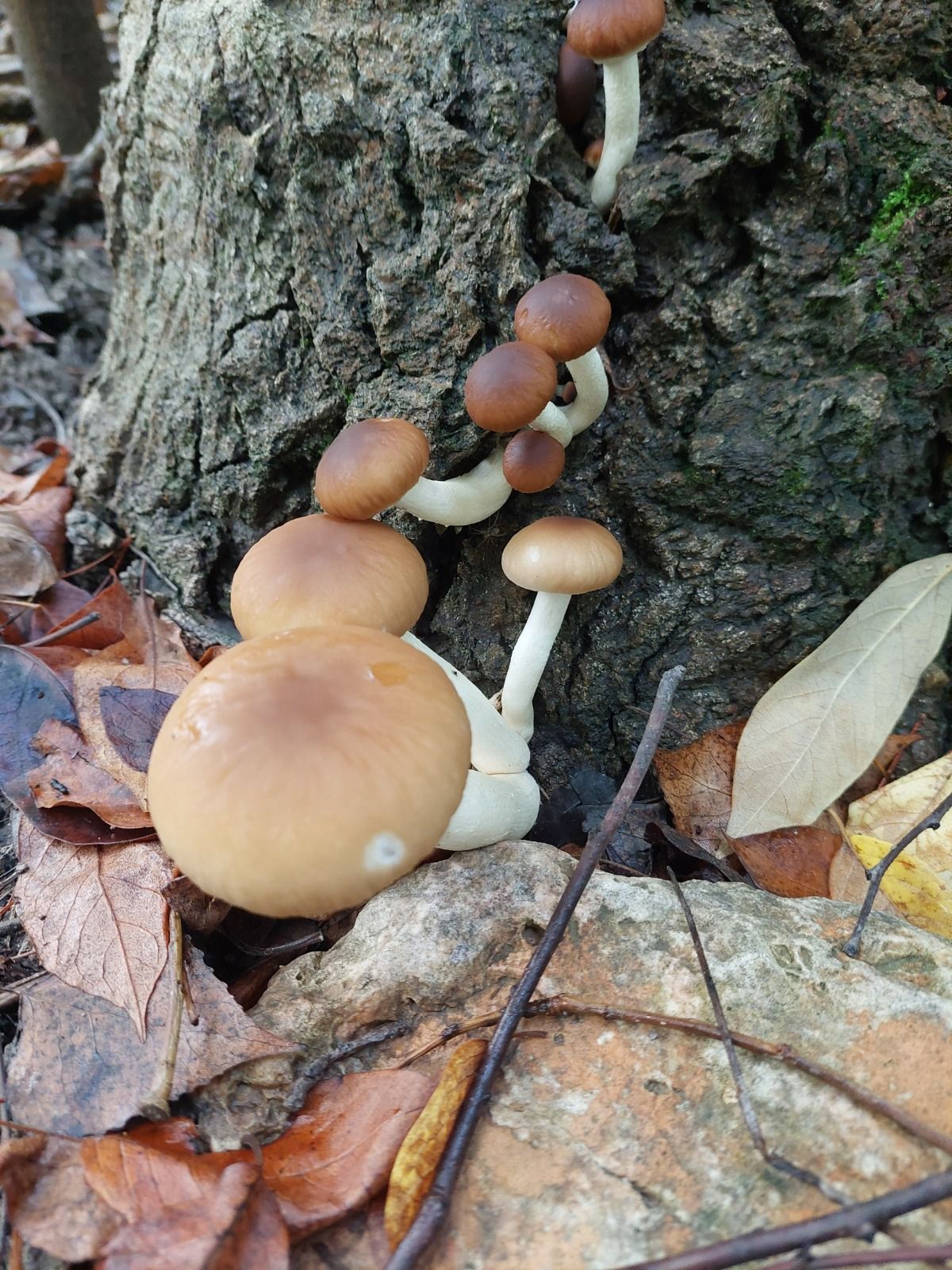 Setas de temporada sobre un tronco en el bosque